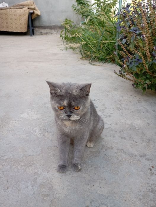 Котята британской породы