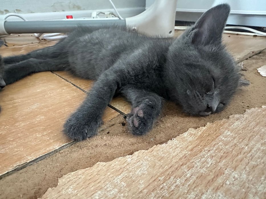 Передадим котят в добрые руки.