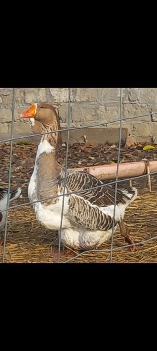 Femelă holmogor 2025