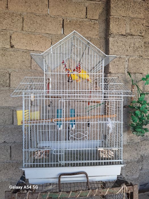 Неразлучки попугайчики тути куш