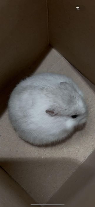 Donez hamster blând pentru copii