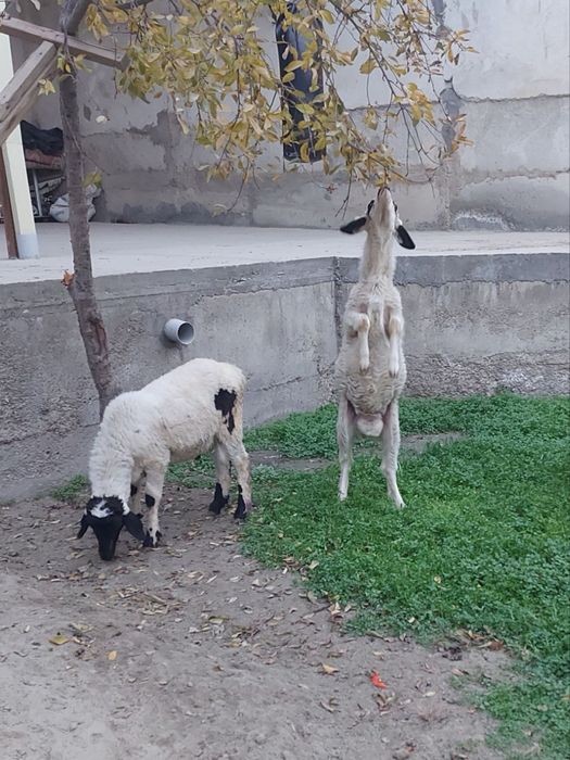 Эгизак кучкорлар сотилади