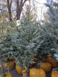 Голубая Канадская ель в Алматы оптом и в розницу, купить елки
