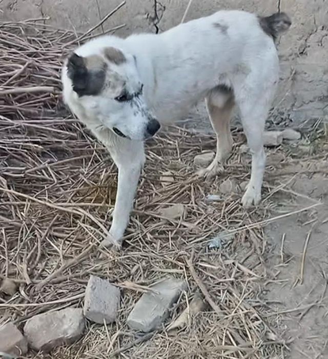 Alabay tozza zotli