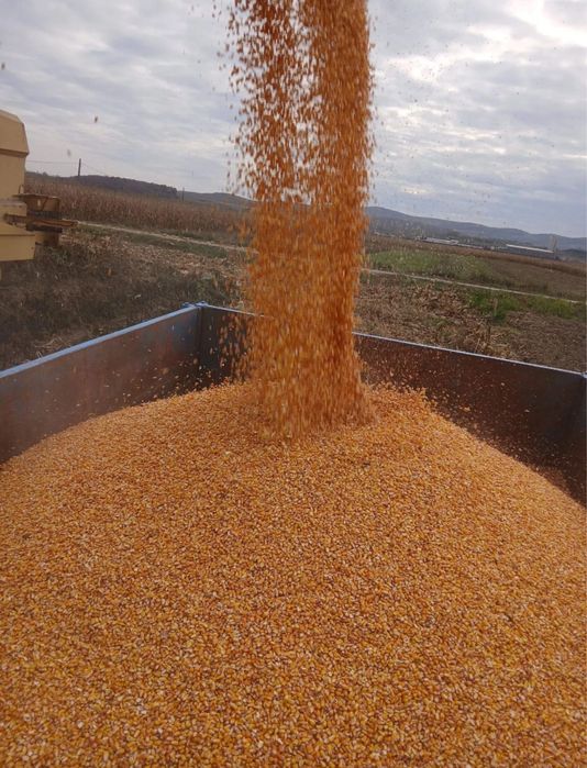 Porumb de vanzare calitatea 1