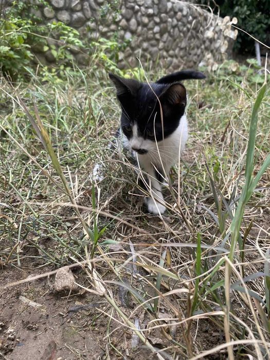 Прекрасни котета търсят дом
