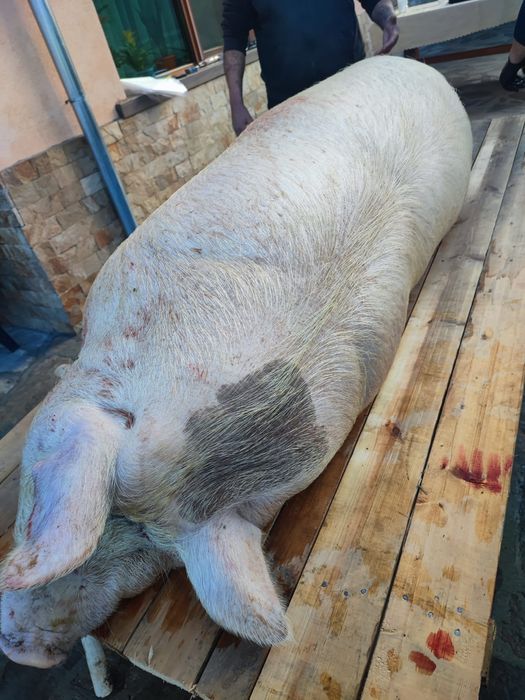 Прясна сланина от Домашно гледано прасе