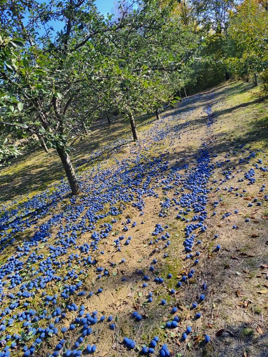 Vând prune pentru țuică