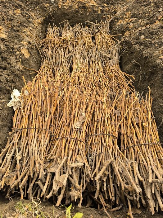 Uzum novdalari, f1 rizamat. Узум новдалари.