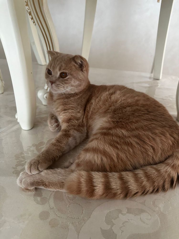 шотладский вислоухий кот