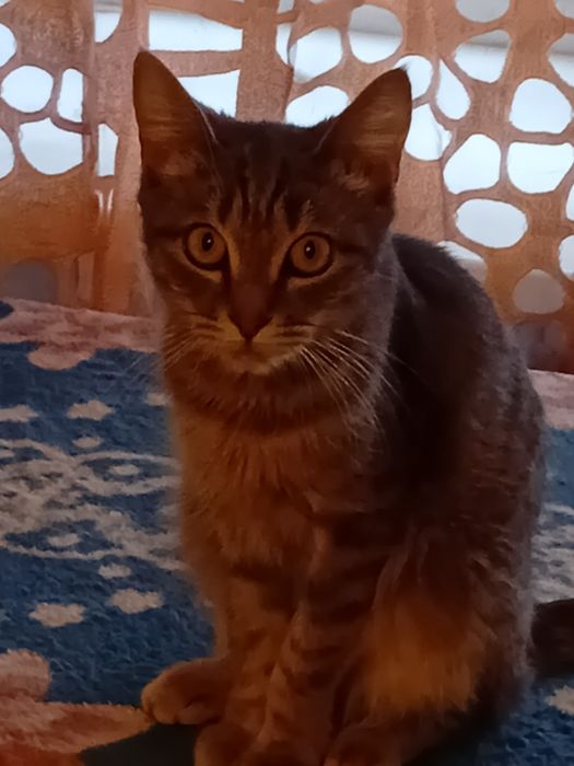 Отдам кошку в добрые руки