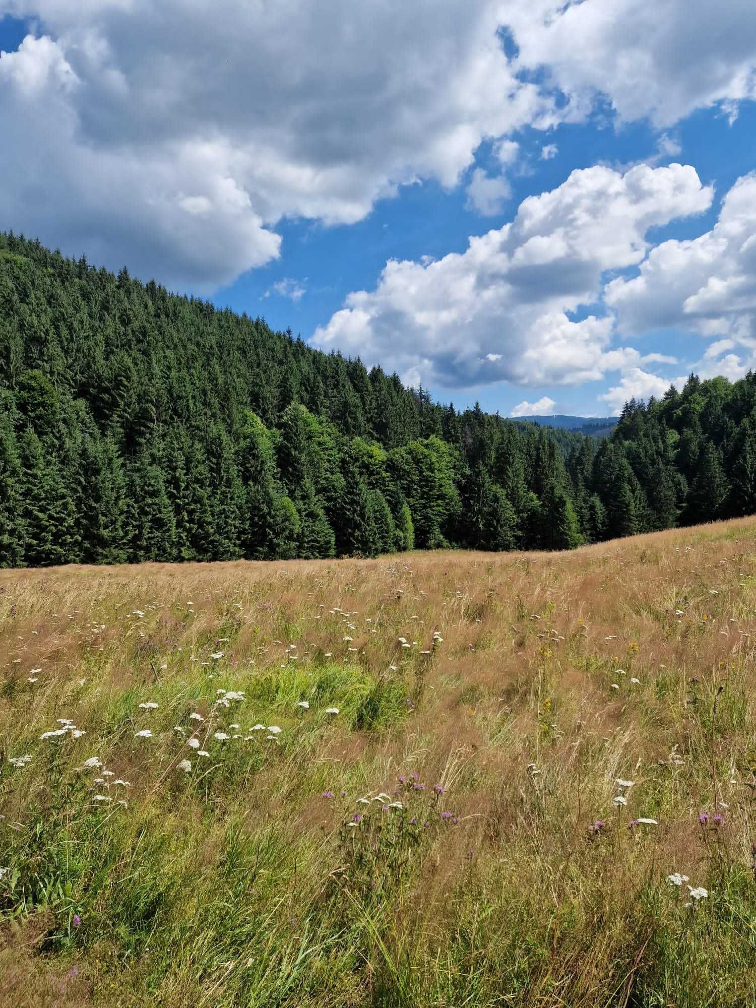 Teren de vanzare zona Valea Draganului, comuna Poieni - catunul Alunul