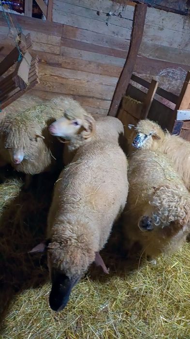 Oii de vânzare pentru mai multe detalii la telefon