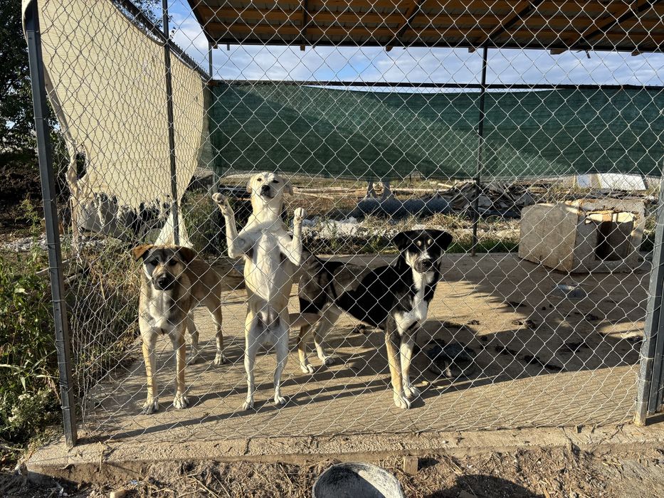Dau spre adoptie doi căței