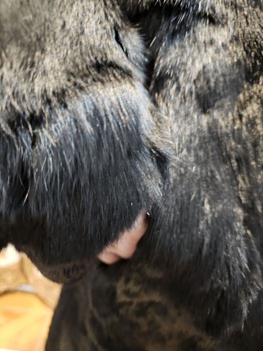 Vand blana naturala iepure