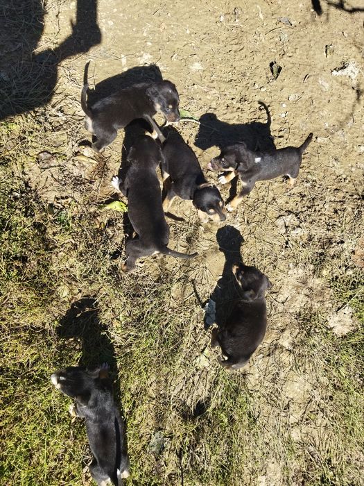 Spre adopție acești cățeluși