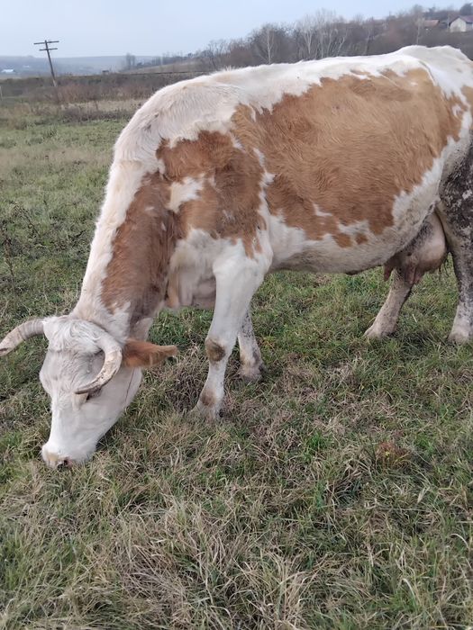 Vând o vacă frumoasă