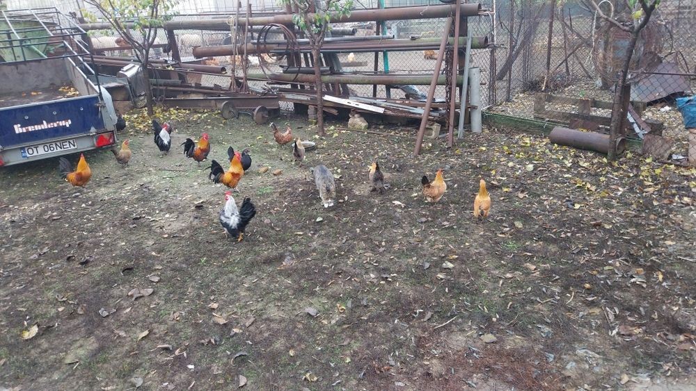 Pui de găină pitica de vinzare