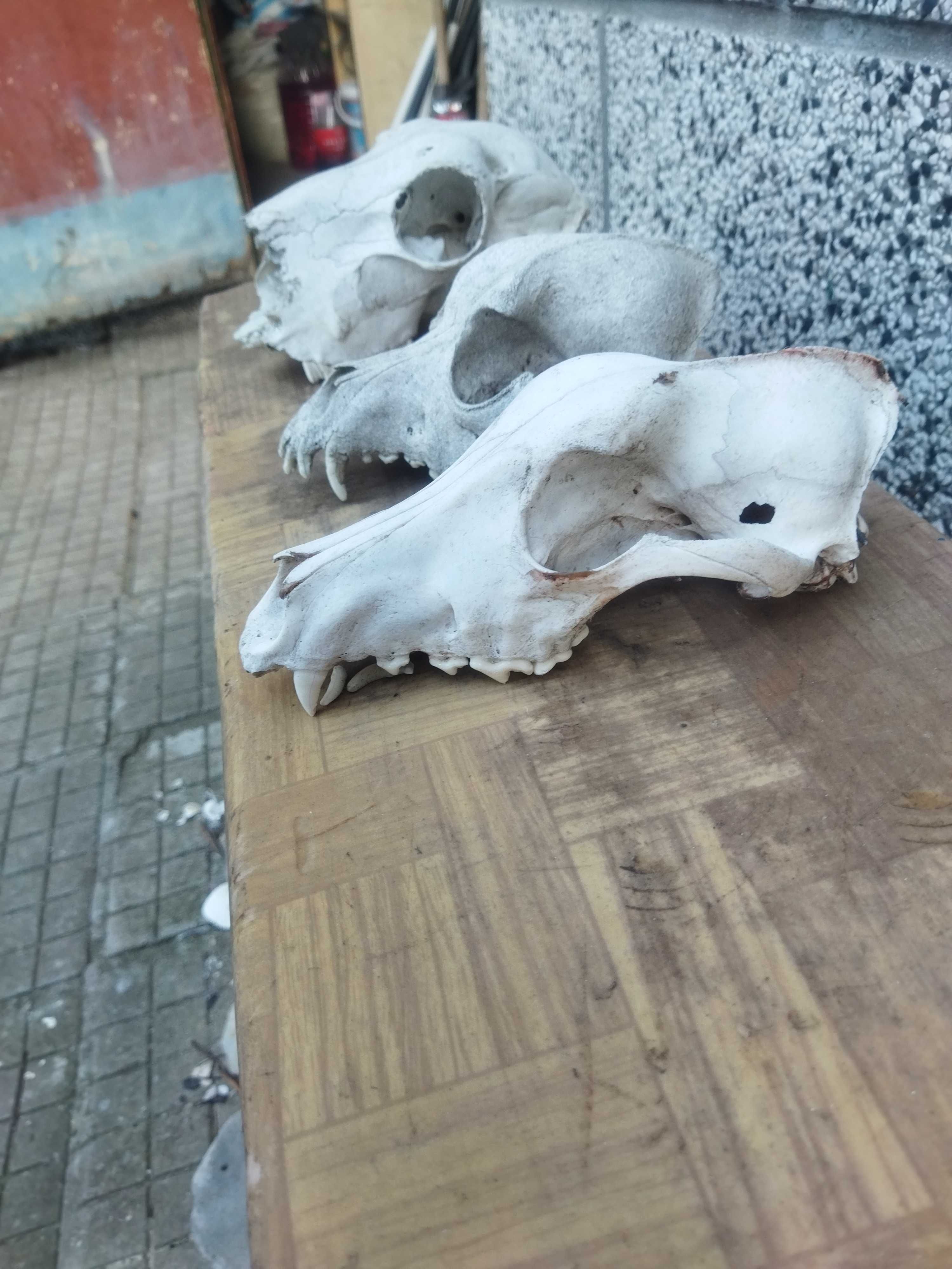 Череп, черепи за декорация