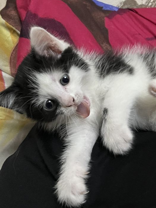 Отдам котят в хорошие руки!