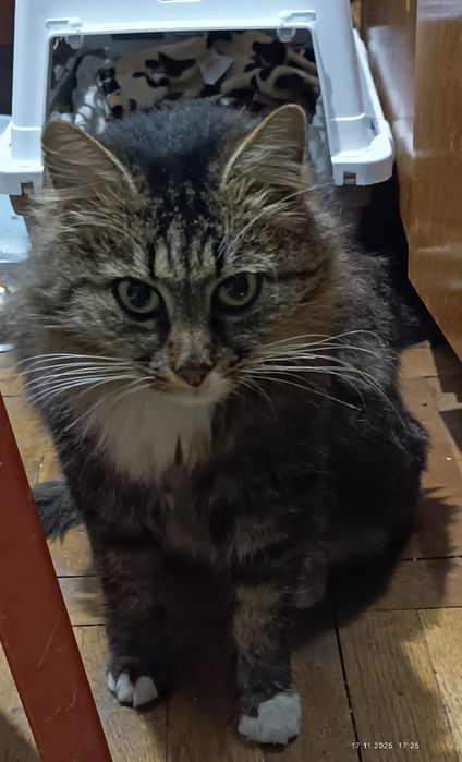 Подарявам дългокосместа женска котка на 1 г.