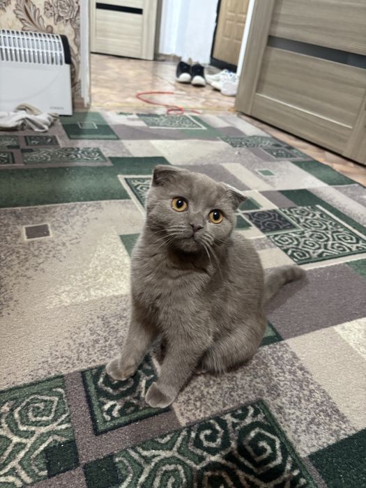 Отдам в хорошие руки