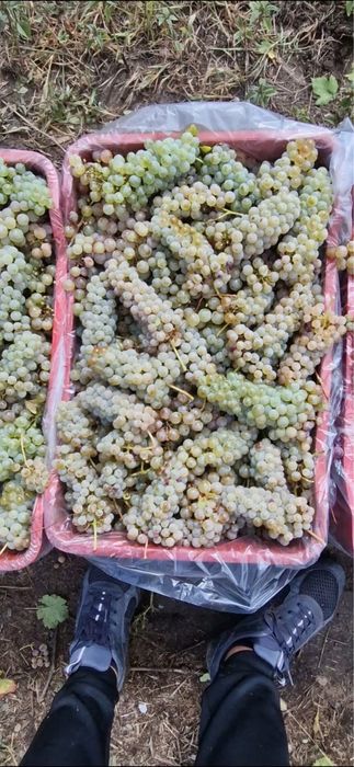 Vand struguri de vin transport in toata tara
