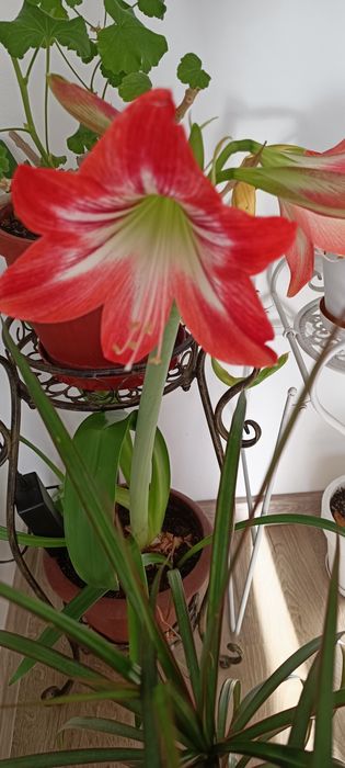 Кливия оранжеви цветове