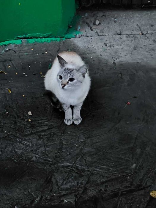 Найдена сиамская кошка