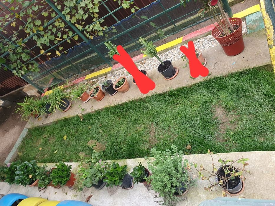 Avocado/Cactus/Oregano/etc