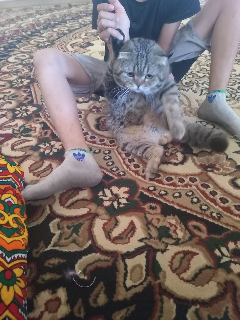 Scottish fold zotor mushuk
