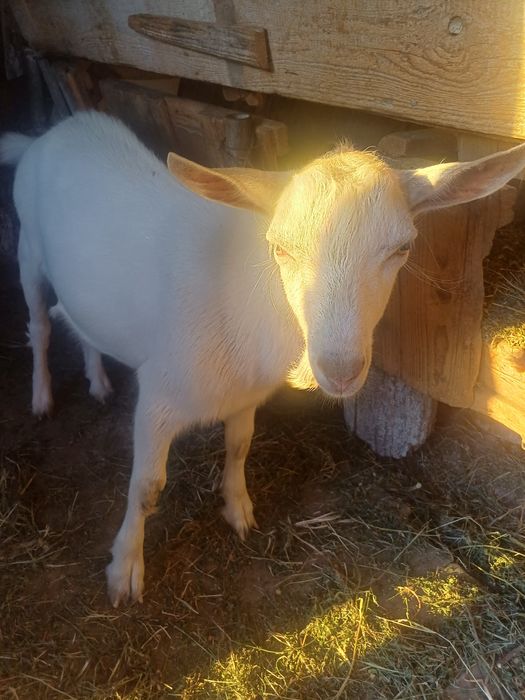 Vând țap sannen în vârstă de 8 luni