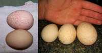 яйца индюка и гуся