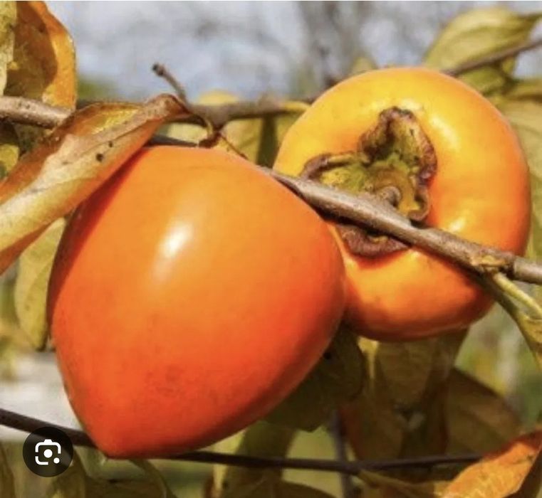 Kaki soiuri diferite rezistente pana la -30grade