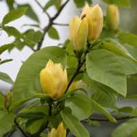 Magnolia Galbena intens Parfumata