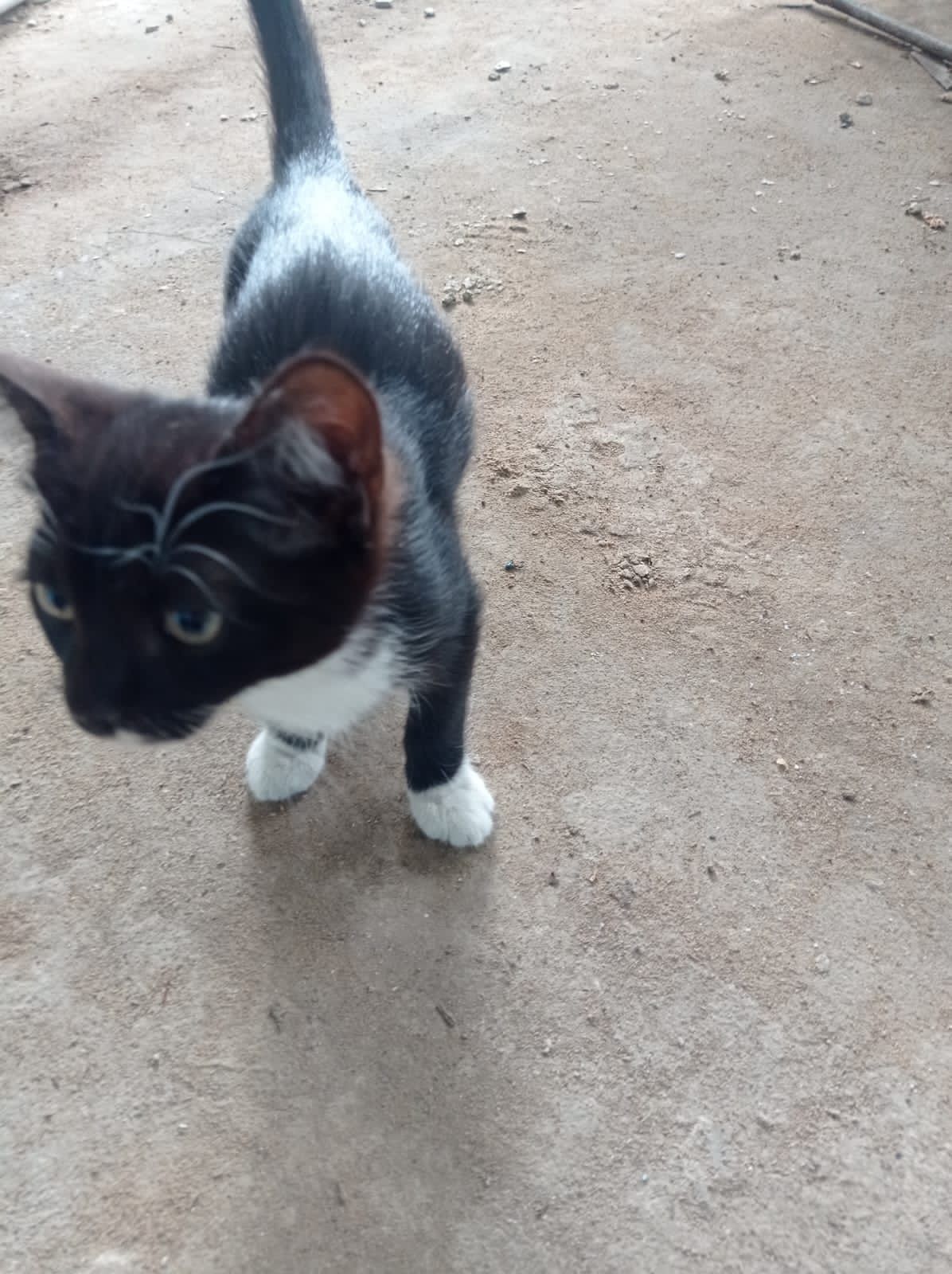 Дарю котят 2 мес