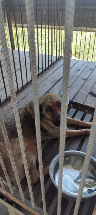 ПороДистЫе и двоРяниНы ждут в отлове заботливых хозяев