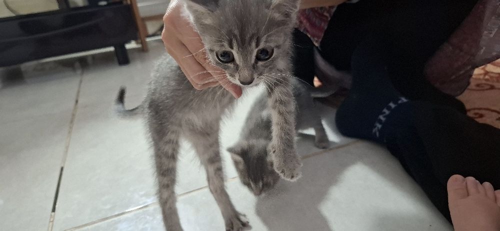 Отдам котят в добрые руки