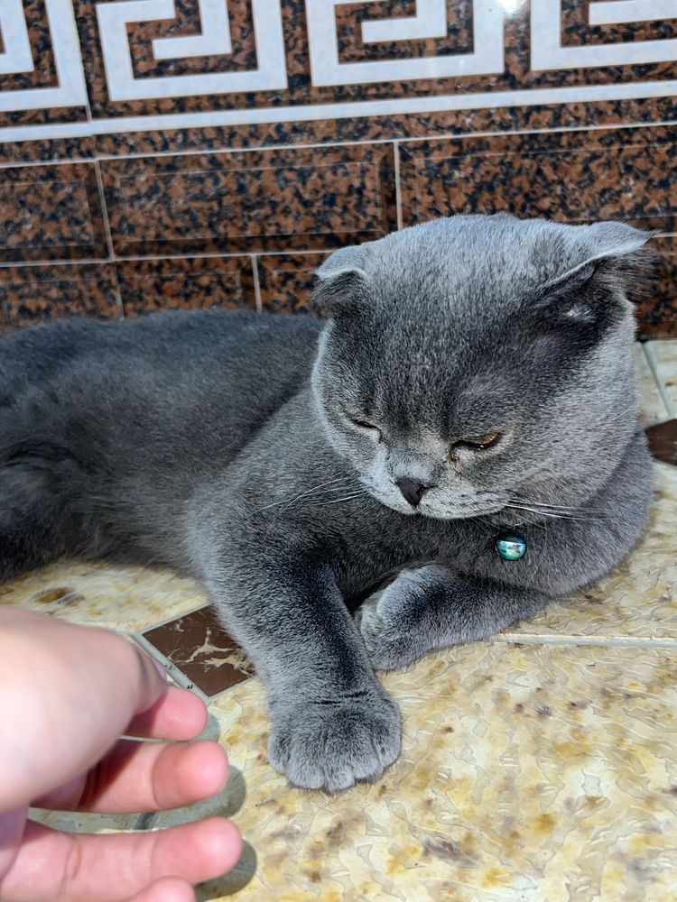 Scottish fold cat
