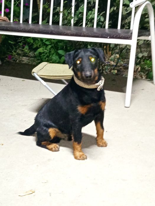 Ягдтерьер для вязки