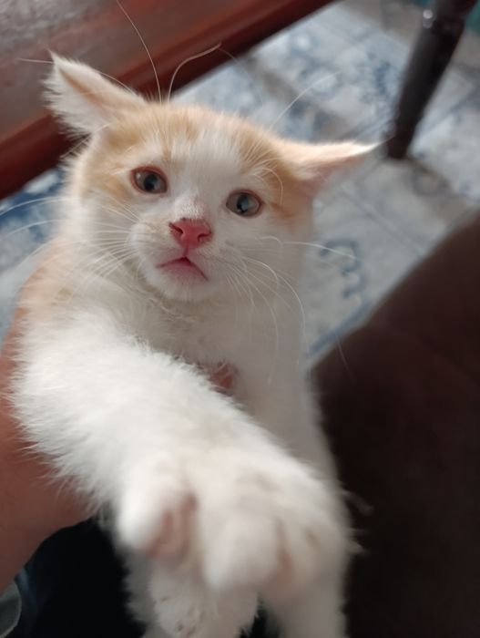 Otdam zadarom koshku ochen zdarovaya i krasivaya