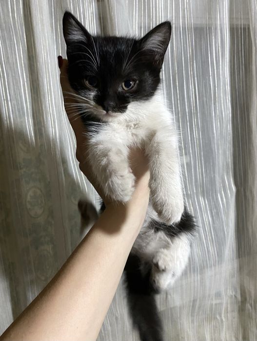 Котята бесплатно