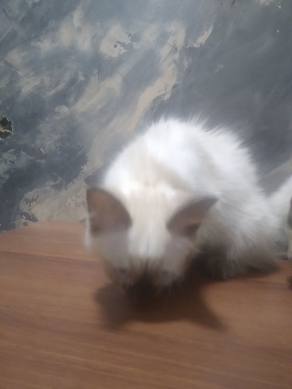 Сиямский котенок 4 месяца