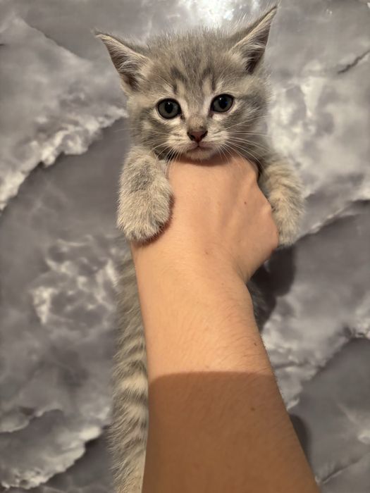 Котята шатланские веслоухие