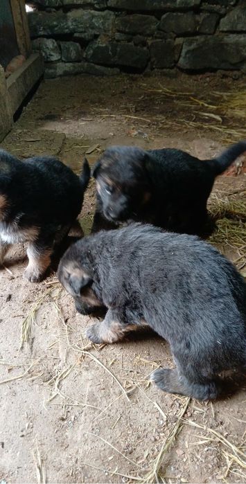 Продавам немски овчарки – 1-месечни