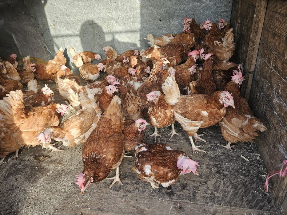 Кокошки носачки за яйца