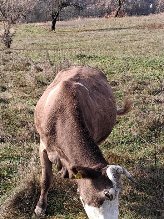 Vand doua vaci belgiene