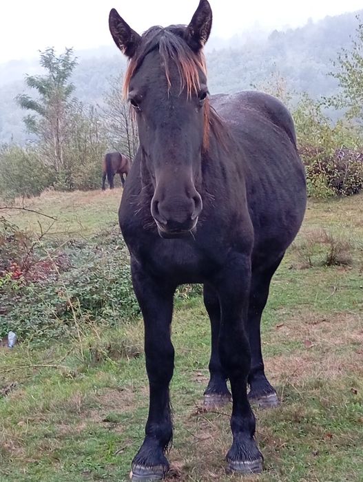 Mânz de un an jumătate . Armăsar