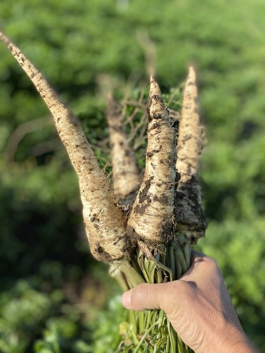 Patrunjel radacina, Pastarnac  si Patrunjrl frunza