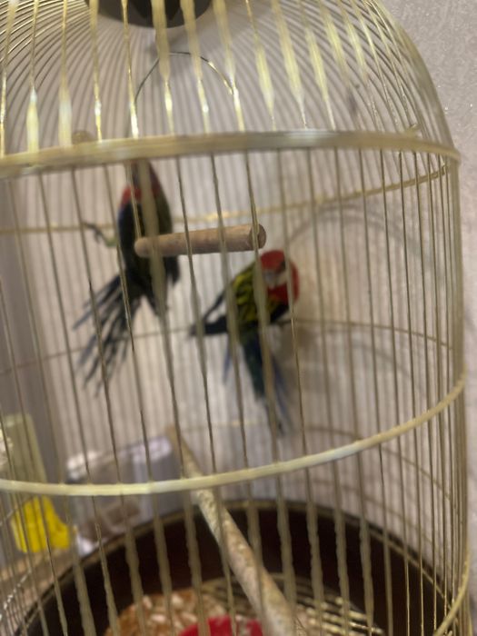 Продаю Папугаев Розелла